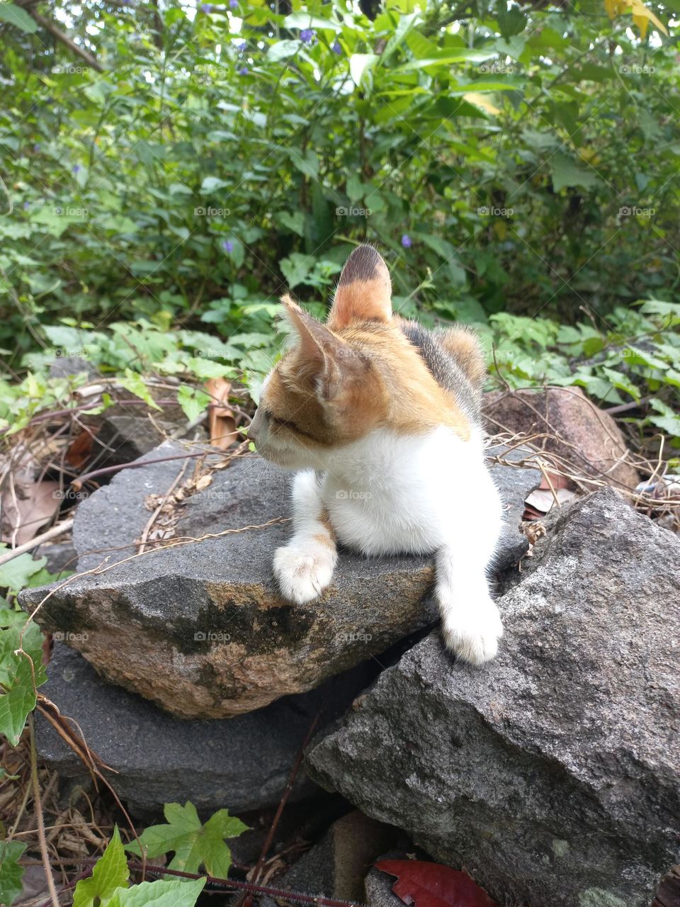 The cute kitten is in the grass garden