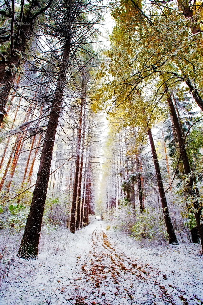 First snow in a park