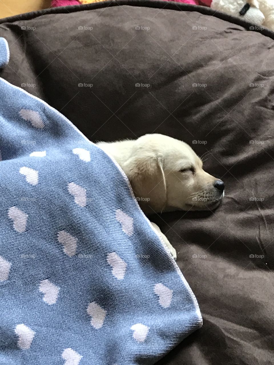 Adorable picture of a sleeping puppy. 