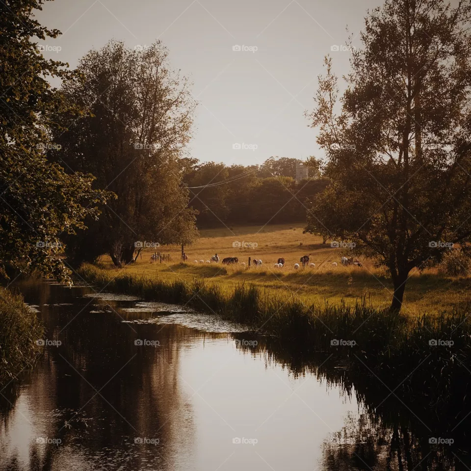 No Person, Landscape, Tree, Water, Reflection