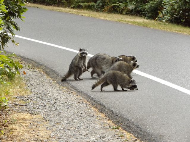 Raccoons 