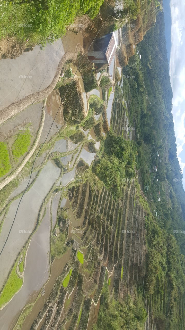 riceterraces