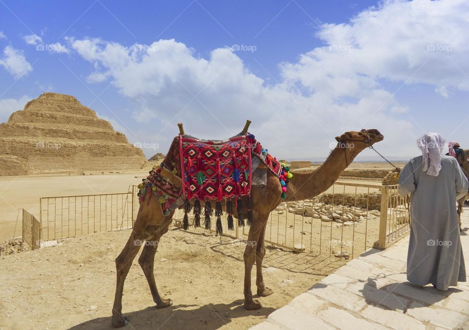 paisaje de camello con pirámide de fondo en Egipto