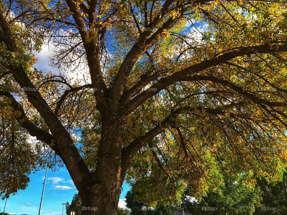 Beautiful green tree 