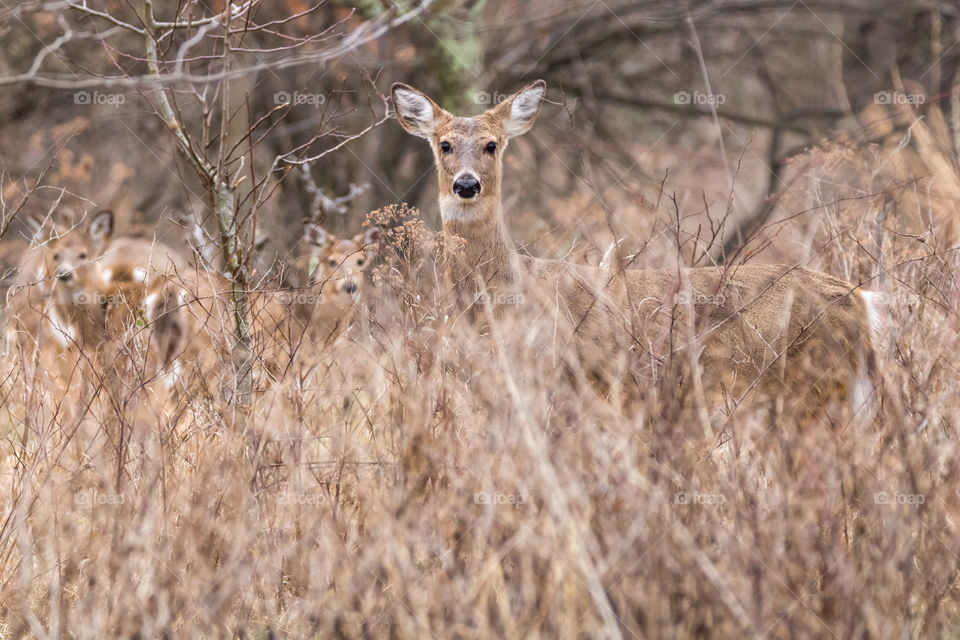 Deer in the brush 