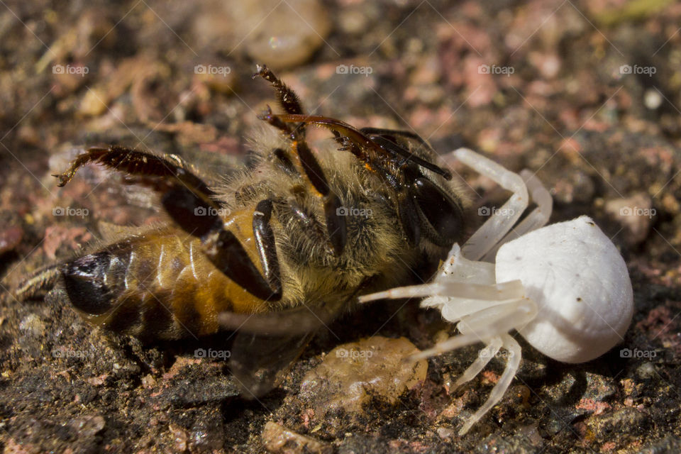 close up of white crab spider that caught a bee