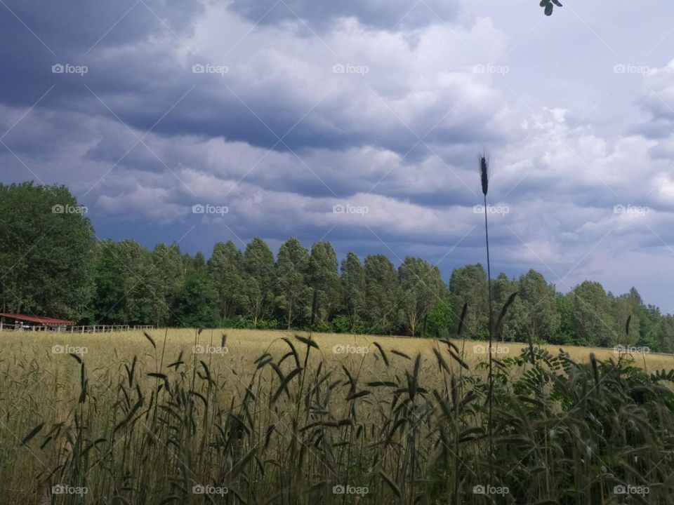 field, cloudy