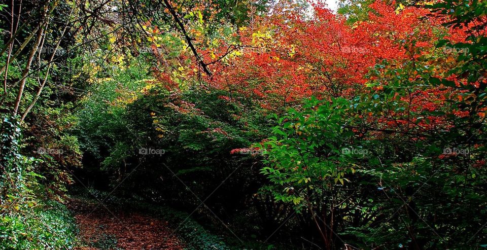 fall path