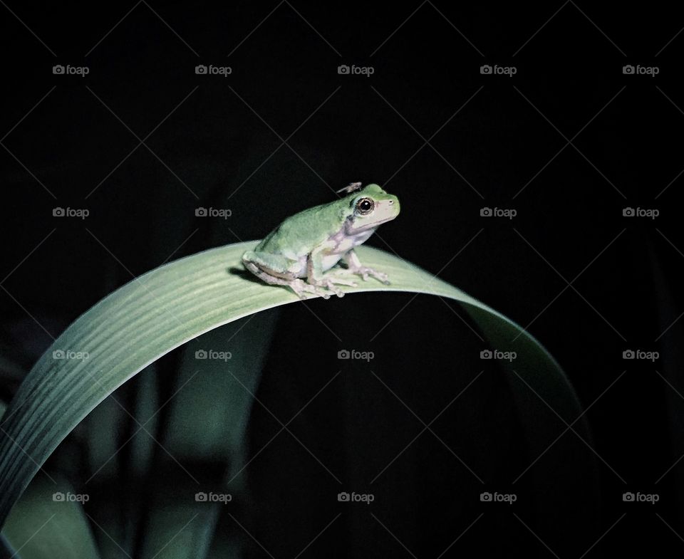 Tree frog on leaf with fly on its head