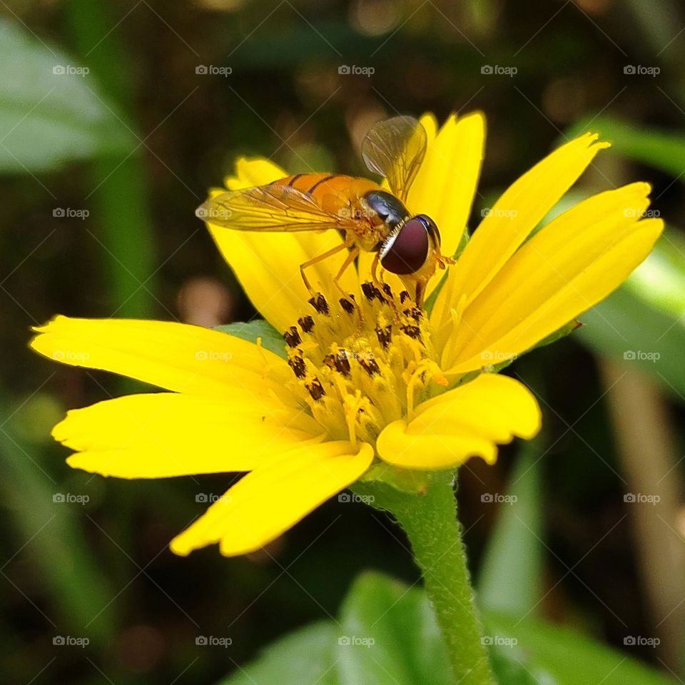 Bee pollinating