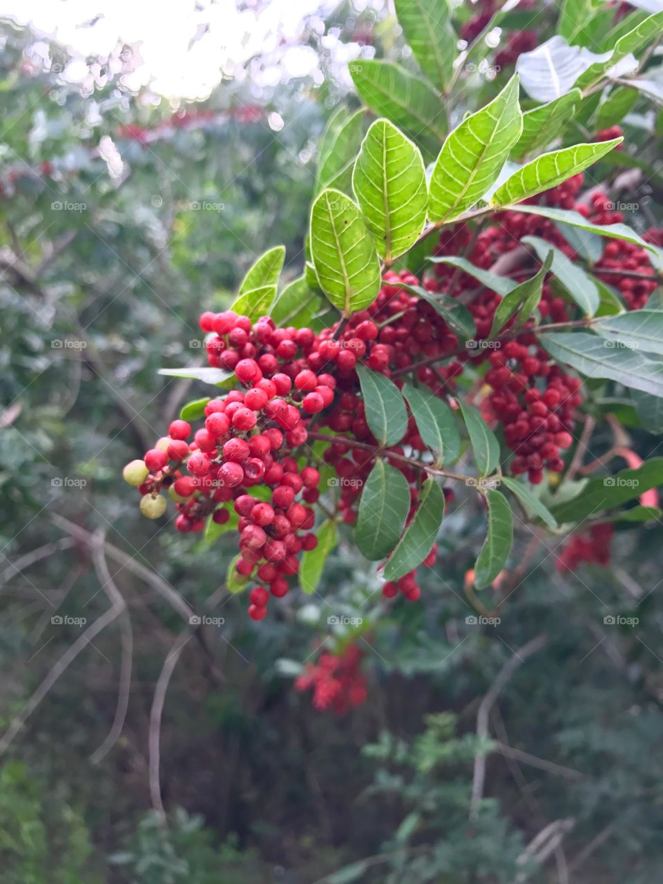 Winter Berries