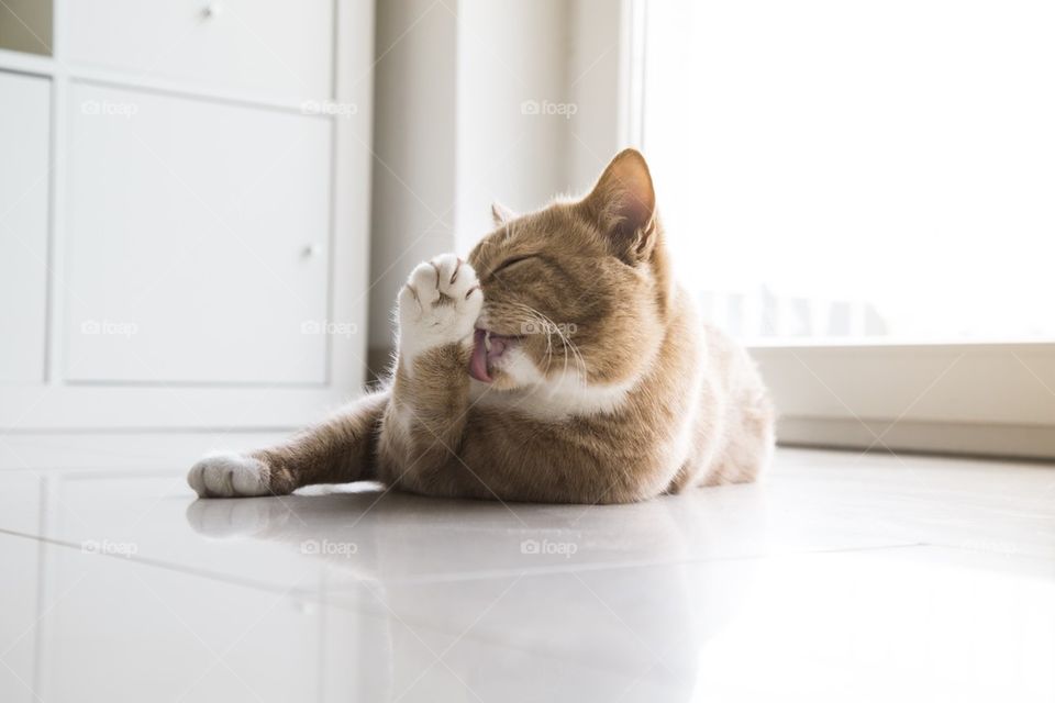 Ginger cat cleaning at home