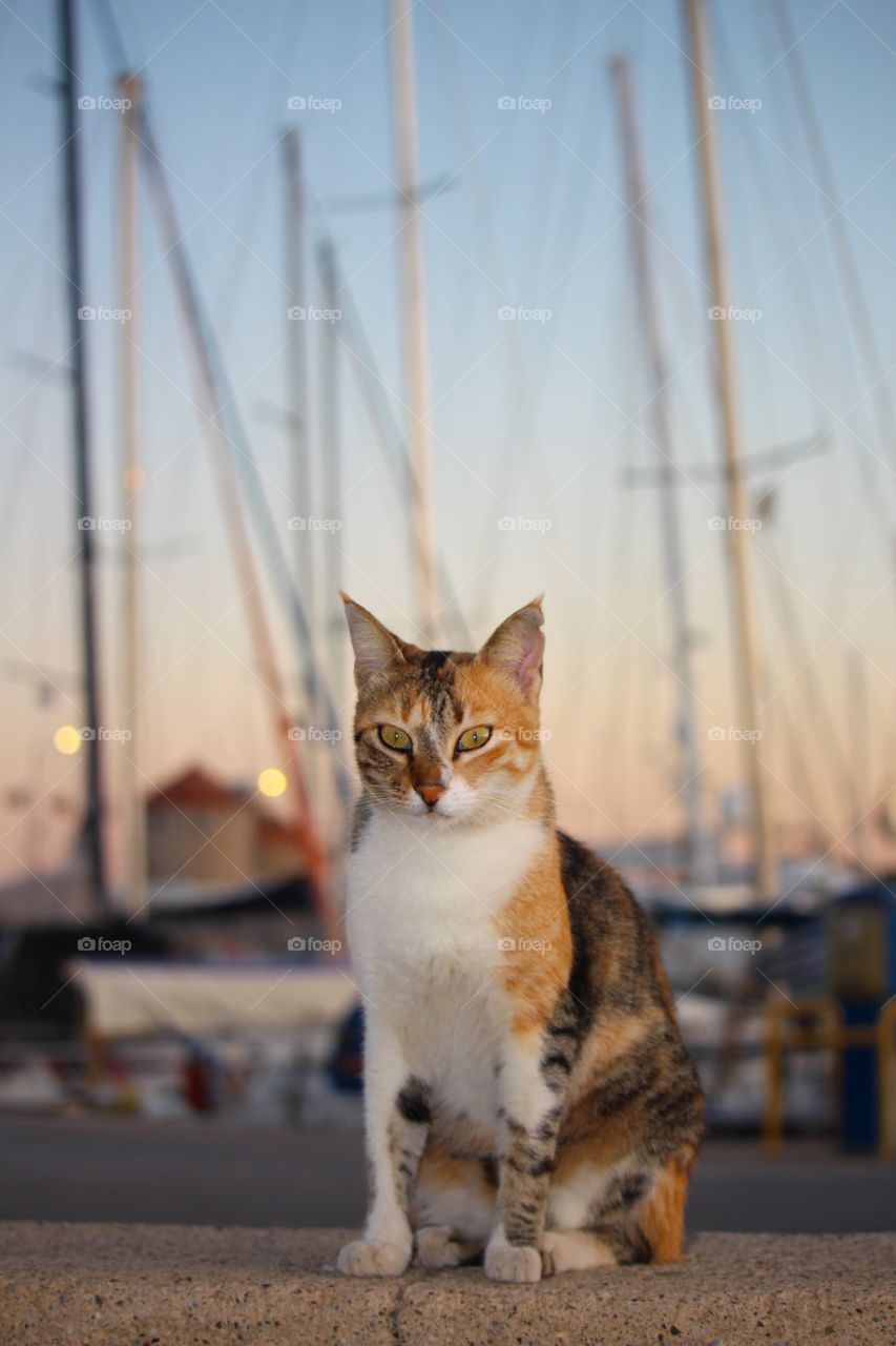 Cat portrait, Mandraki Harbour Rhodes, Greece