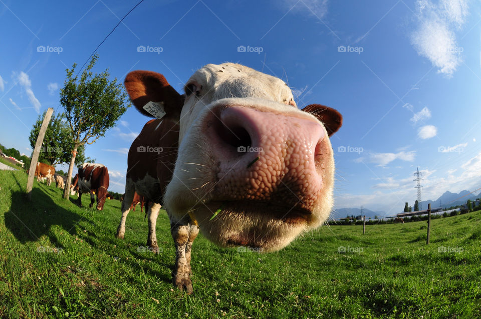 sky field blue grass by berry