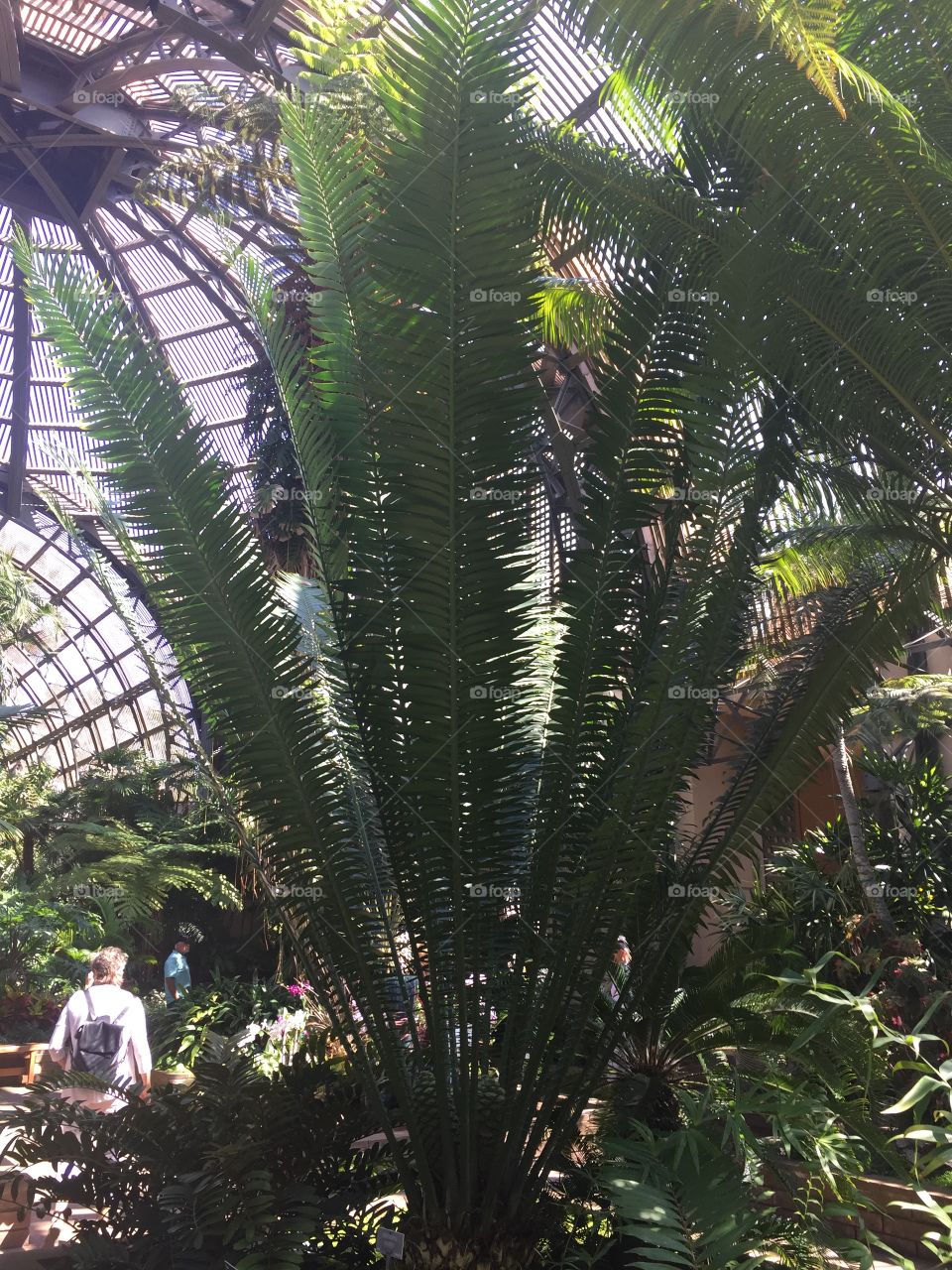 botanical gardens at balaboa park in San diego