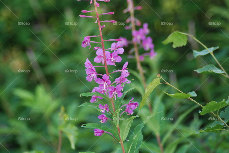 Fireweed