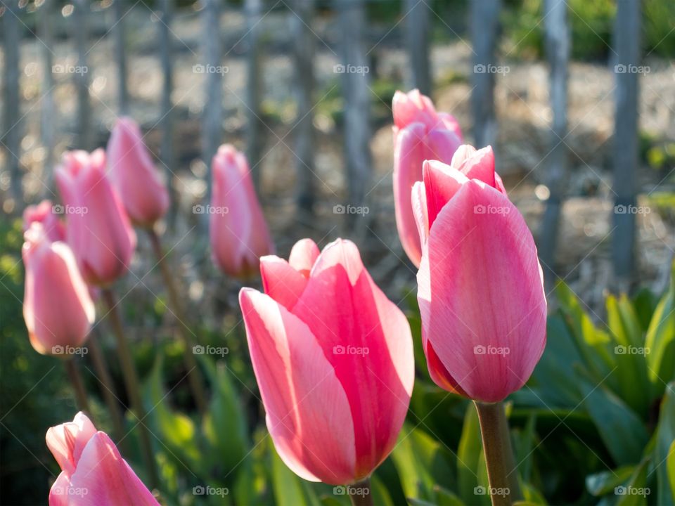 Pink and white tulips with a gray fence in the background