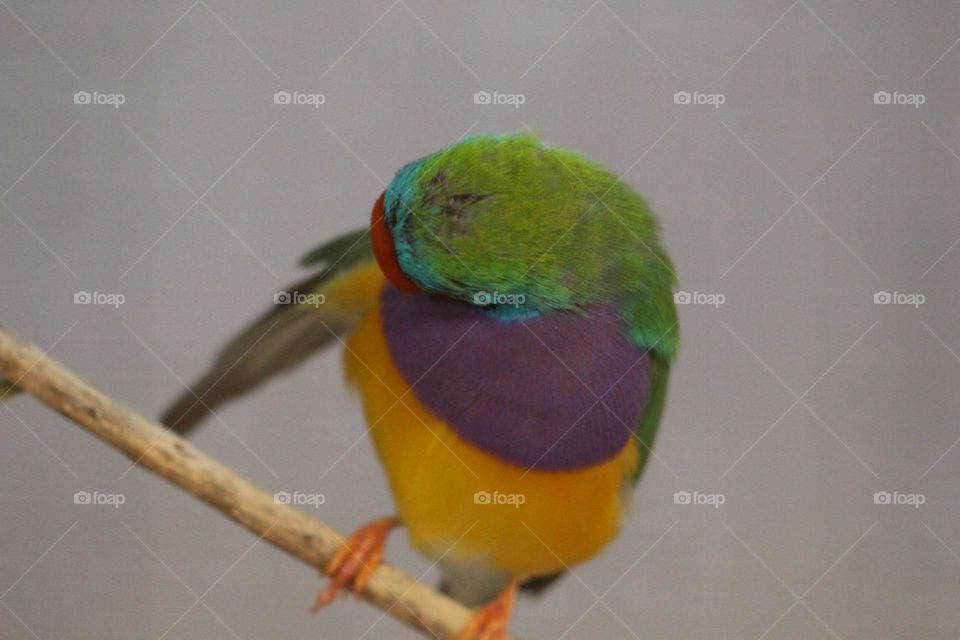 A brightly coloured gouldian finch preening its wings, trying to look ever more beautiful 