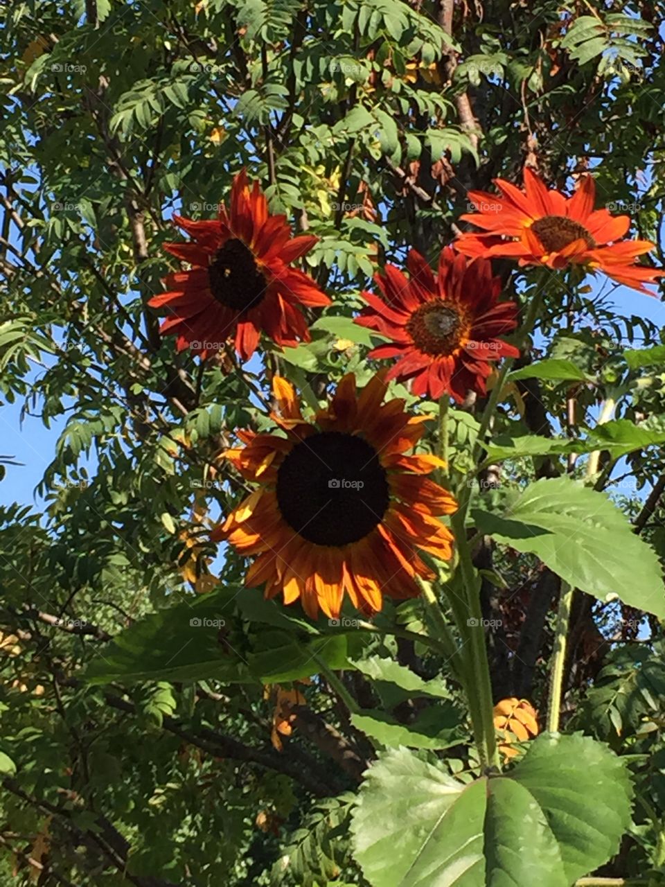 Orange and Brown Sunflowers