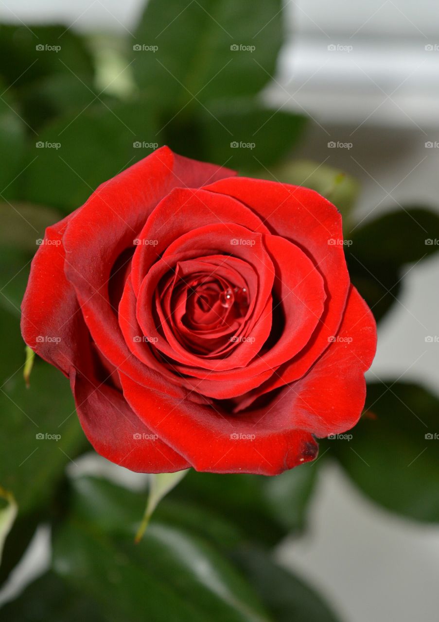 Rose, Love, Flower, Romance, Leaf