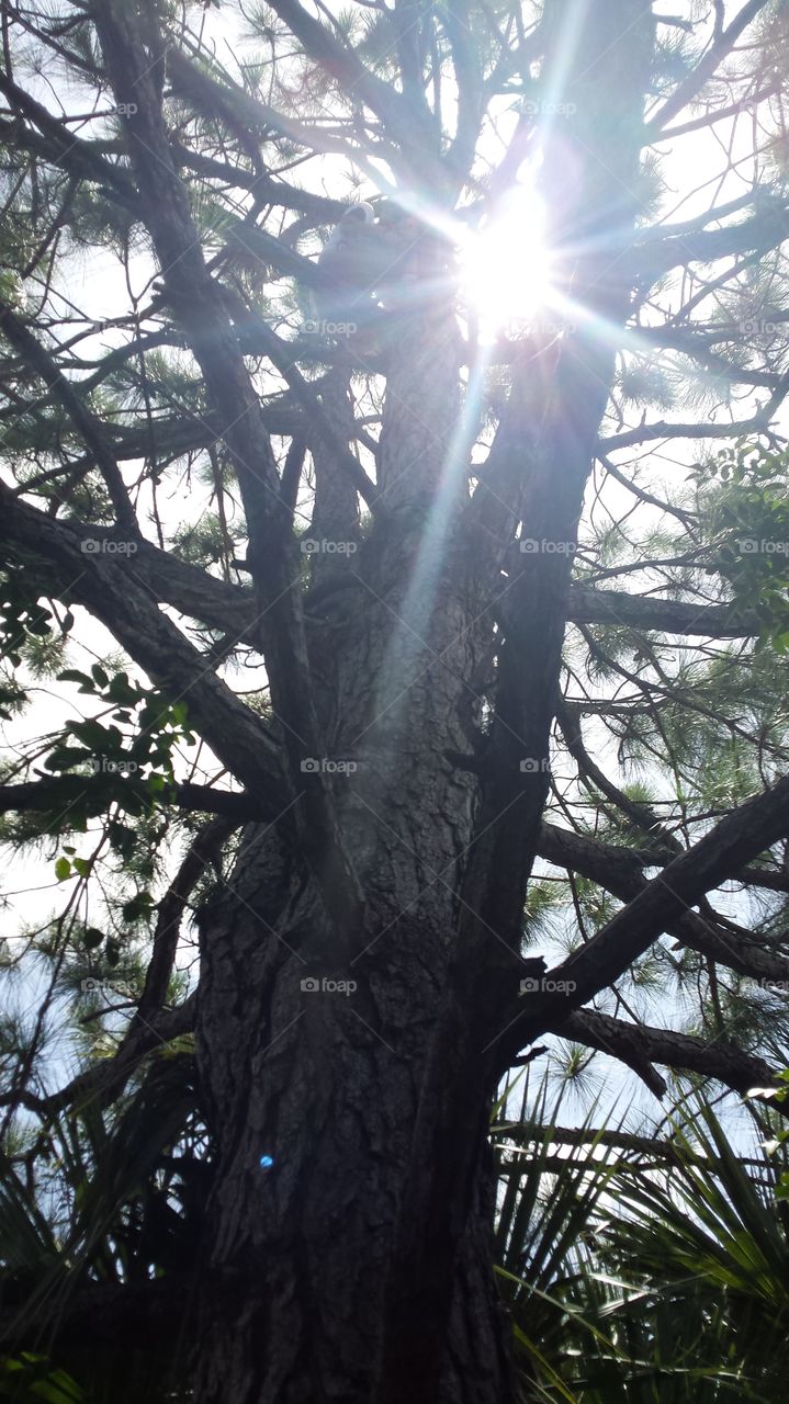 Sunny Pine. Palm Bay, FL