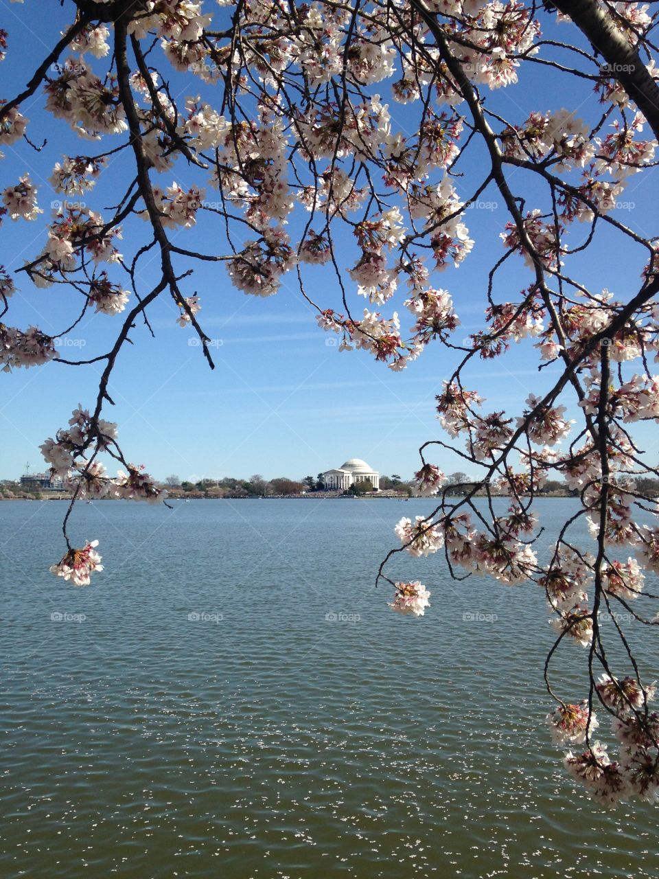 Cherry blossoms and the Jefferson memorial 