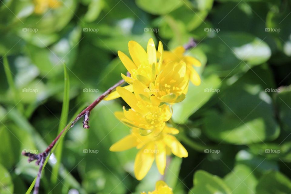 Beautiful yellow flower