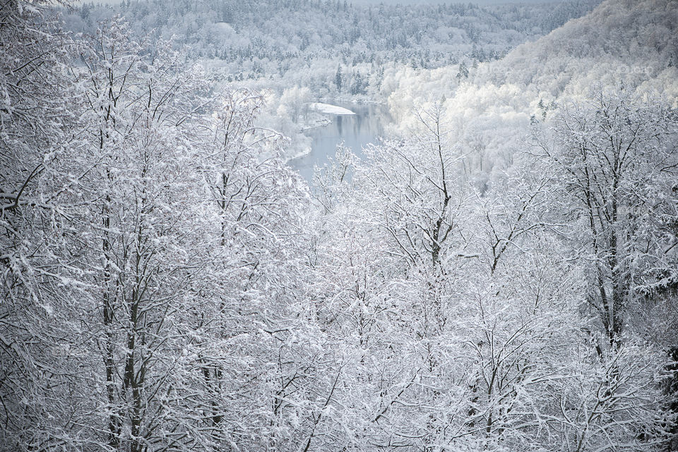 Frosted trees in national park of Gauja,Latvia