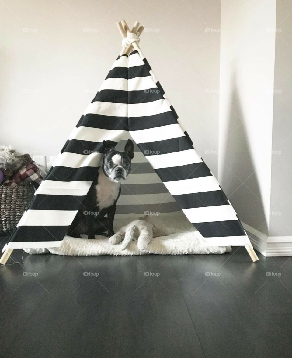 Charlie the Boston Terrier loves his teepee!