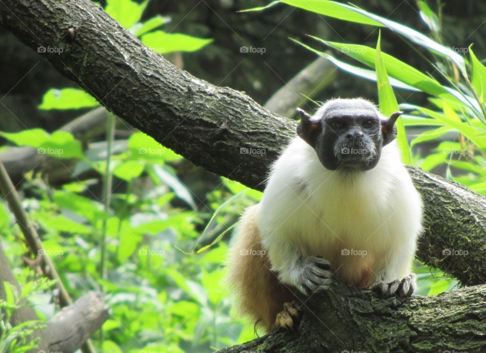 Monkey sitting on branch