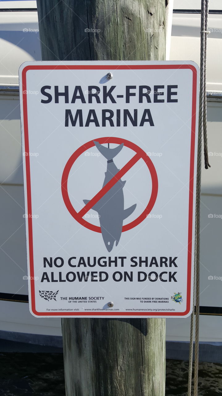 Shark Free Marina