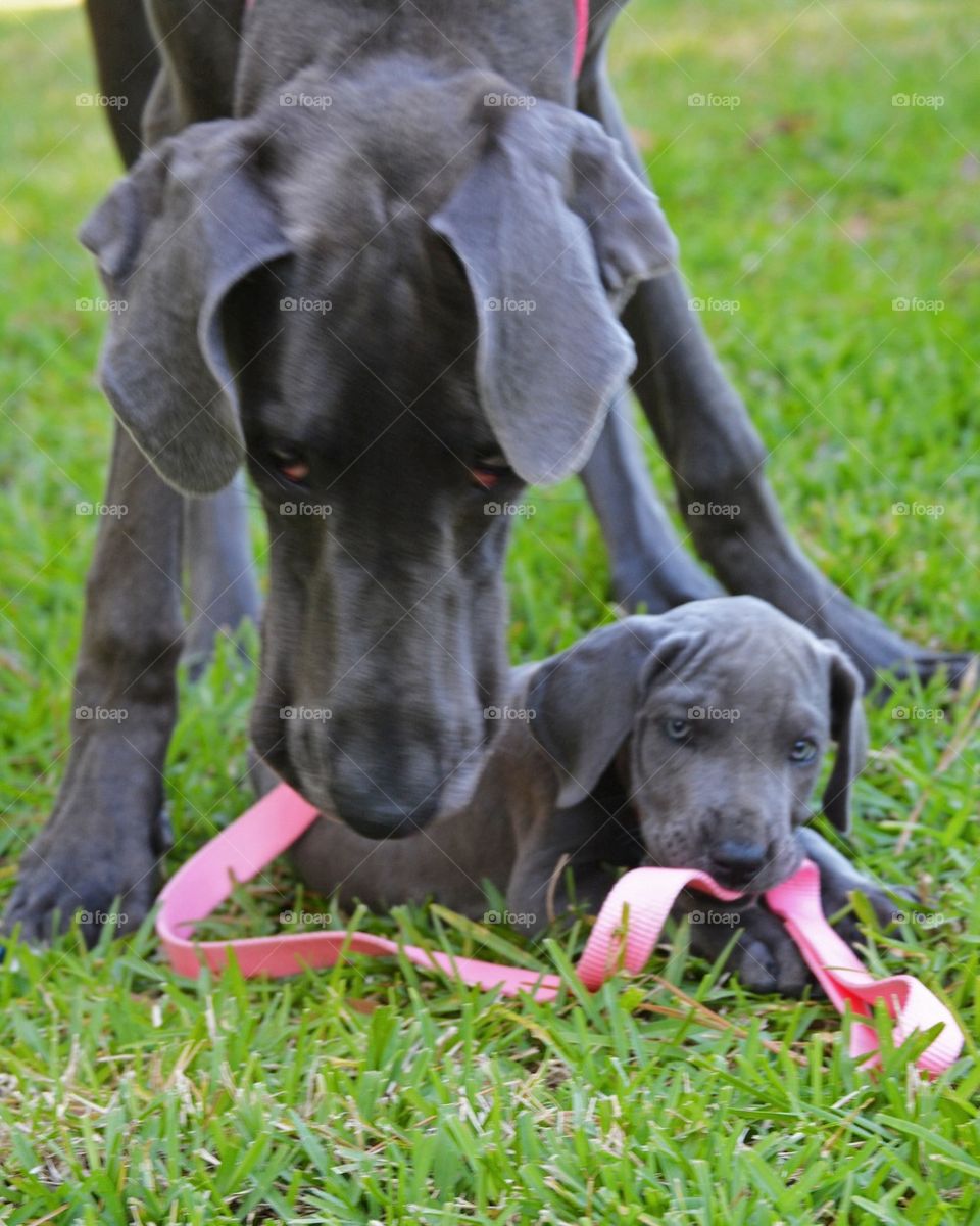 Protective Of her puppy. Great Dane mother and baby 