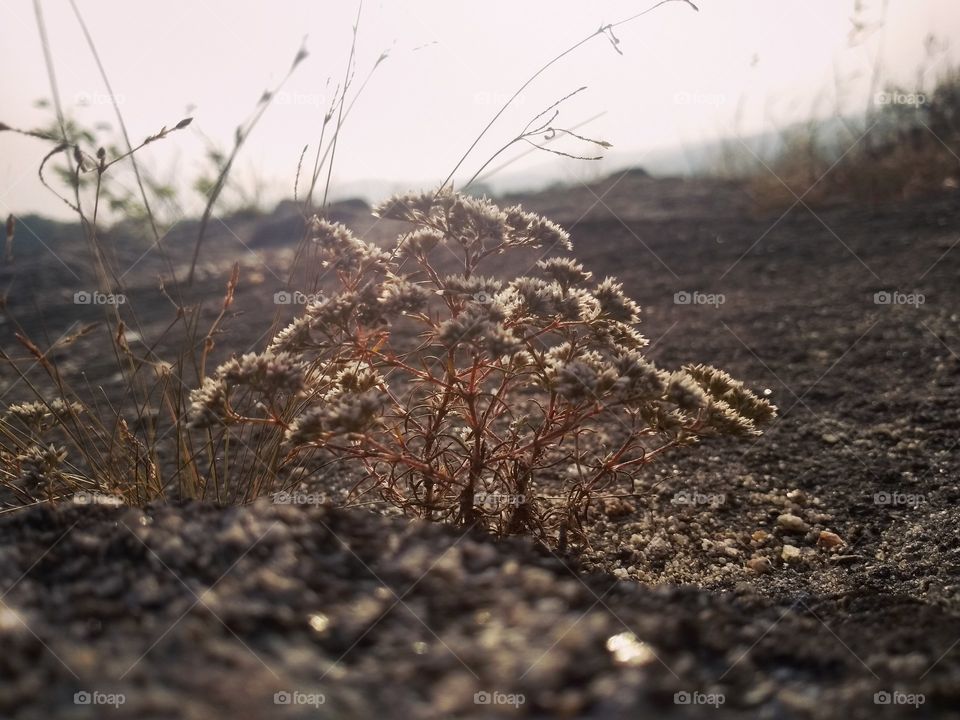 looks like a small tree