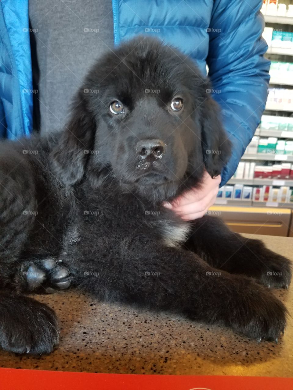 Baby animals couldn't be any cuter Tham this 11 week old Newfoundland puppy