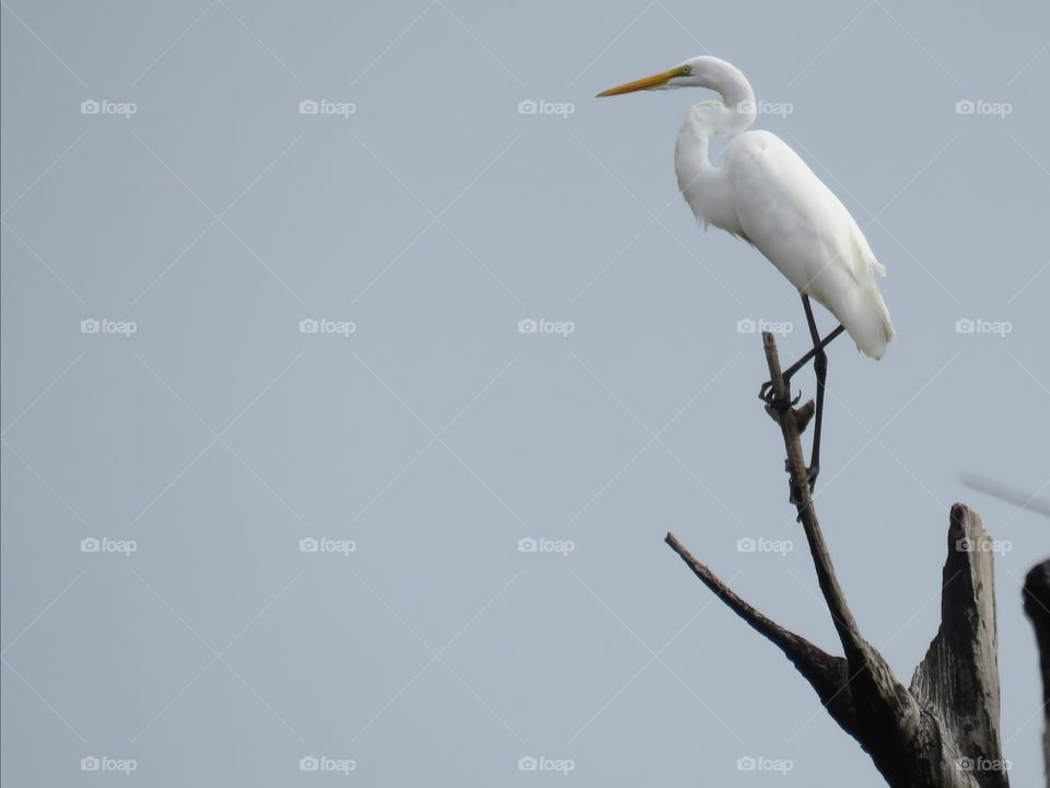 Egret at St Mark's National Wildlife Refuge