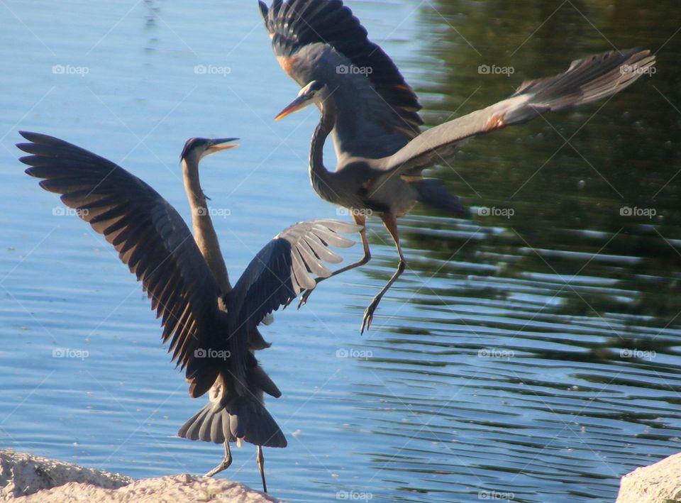 Two Great Blue Herons Fighting