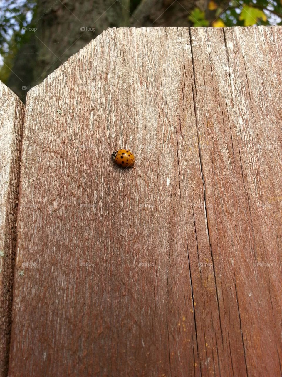 Fenced Lady Bug