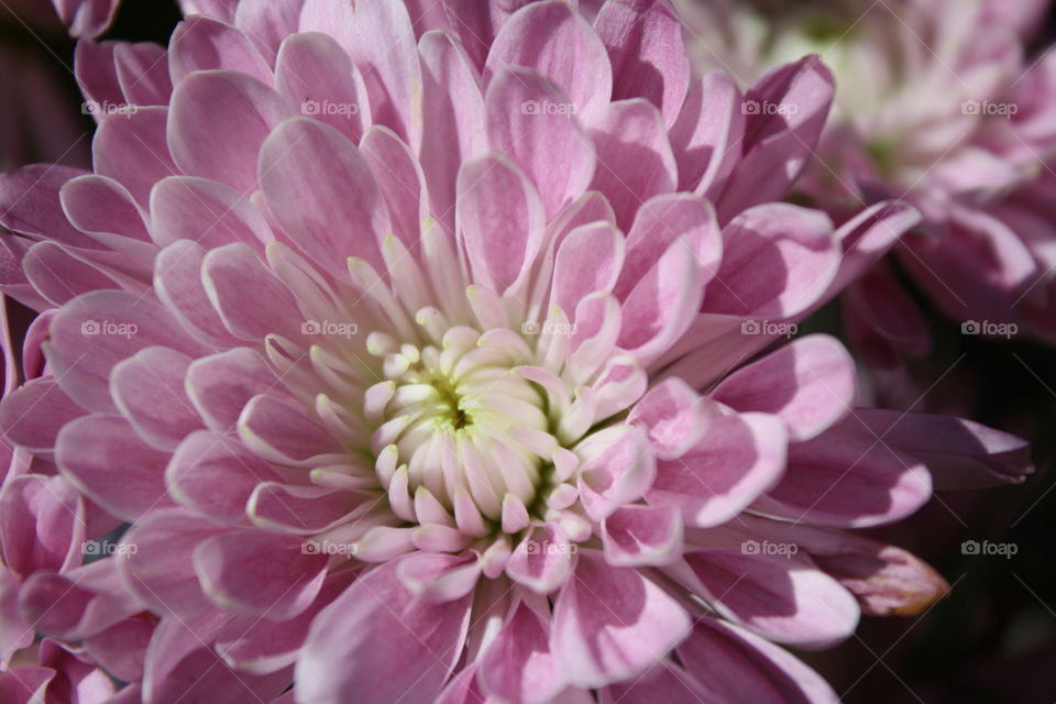 Lavender chrysanthemum