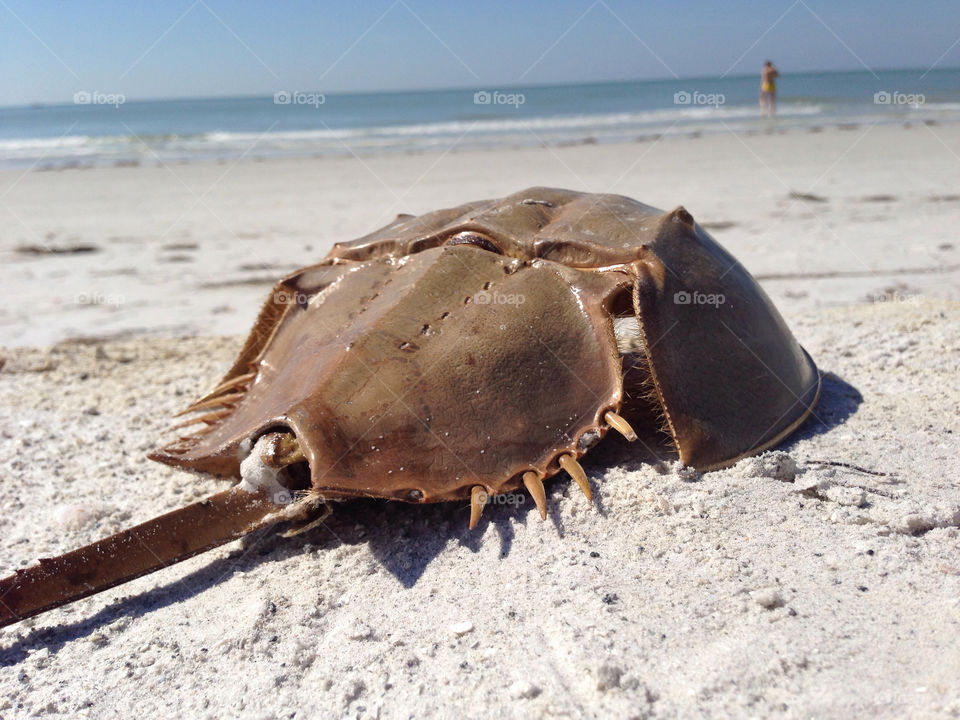 shawn hileman shawnkdesign shawn k design beach by shawnhileman47