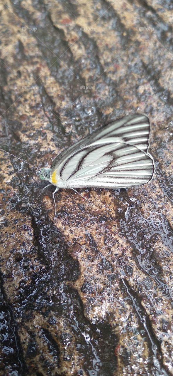 A white butterfly perched on a wet terrace