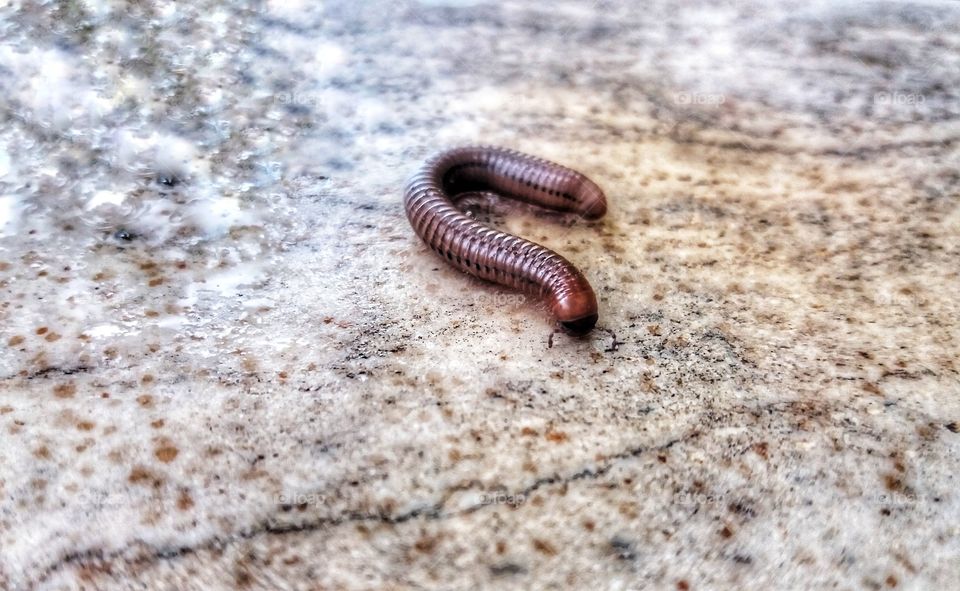 When it rains, worms come out!