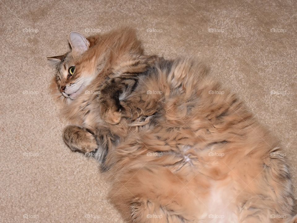 Relaxed Fluffy Cat