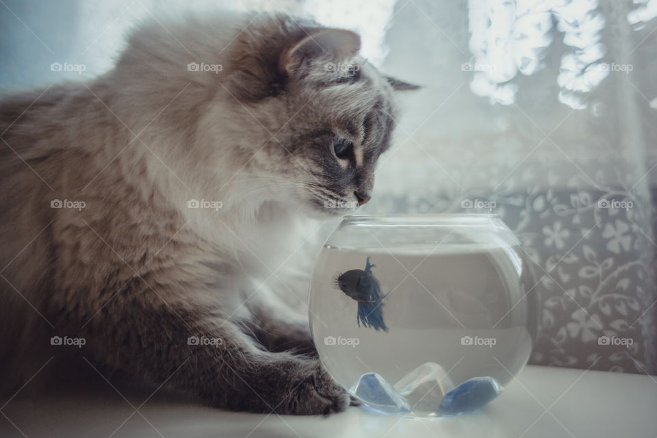 Neva masquerade cat with fish in round aquarium at home