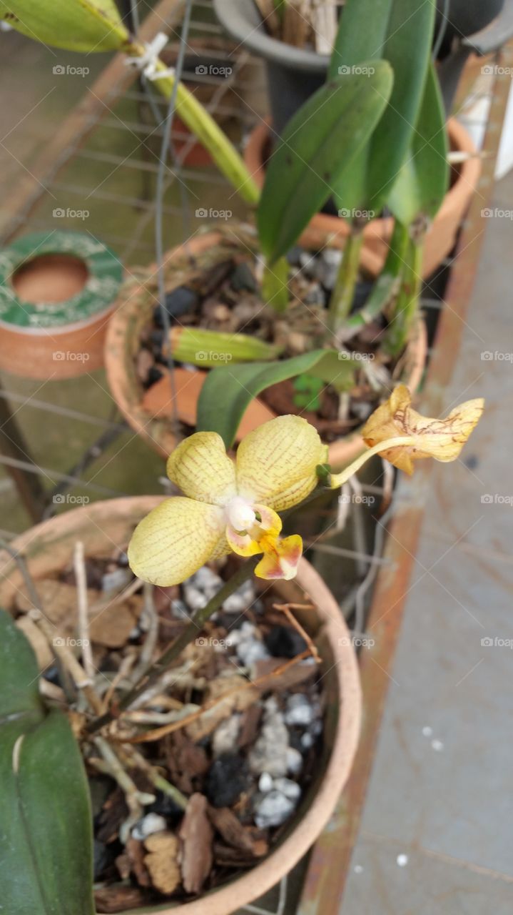 orquídea