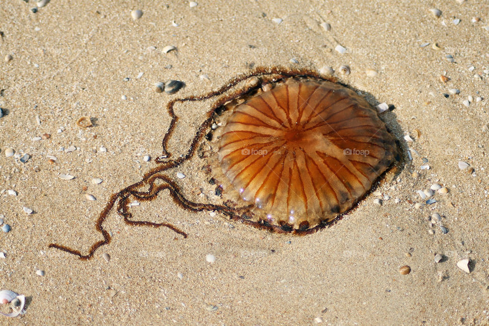 High angle view of jellyfish on beach