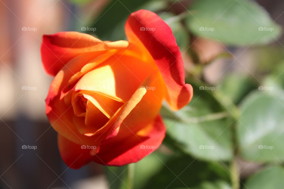 Fire and ice rose. Single rose focus. Red, orange, and yellow, with sunshine directly lighting flower in the garden