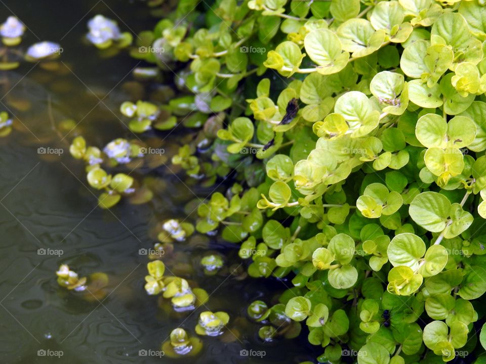 plant and water