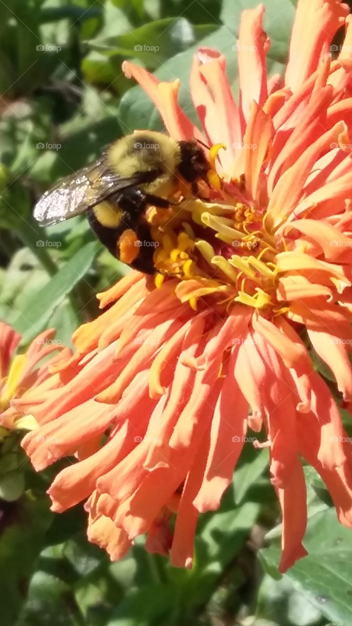 bee