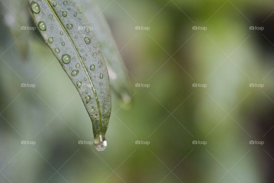 Rain, Drop, Dew, Leaf, Nature
