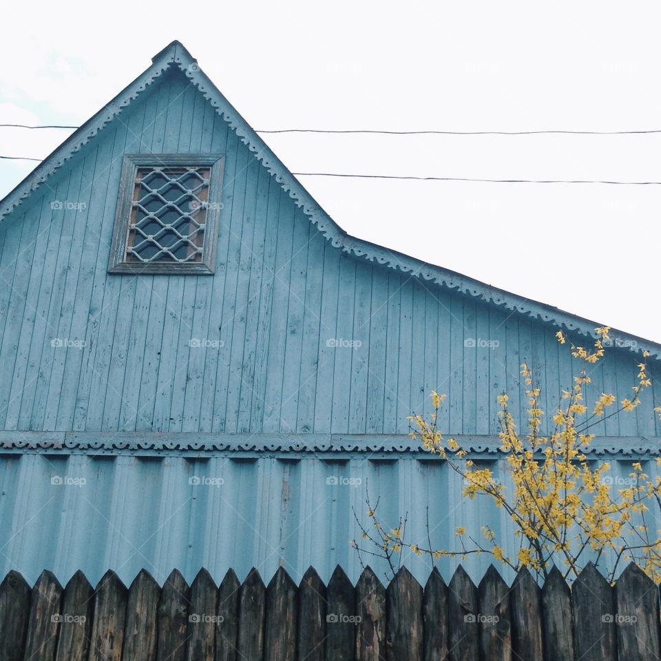 blue wooden house. blue wooden house and blossoming yellow tree